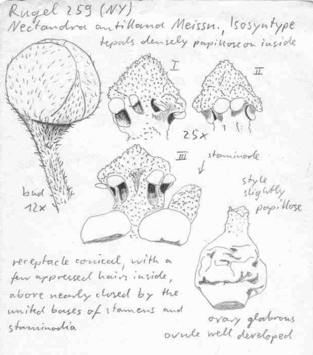 Vorschaubild Nectandra antillana Meisn.